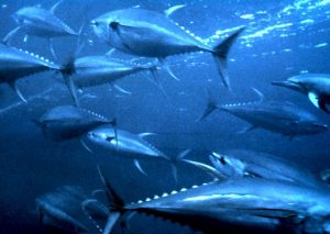 Pemkab Pessel Targetkan Tangkapan Ikan Hingga 4000 Ton 