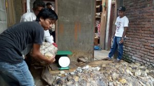 Harga Karet Terus Anjlok, Masyarakat Lagan Hilir Punggasan Menjerit