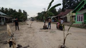 Tak Kunjung di Aspal, Warga Koto Taratak Sutera Bertanam Pisang 