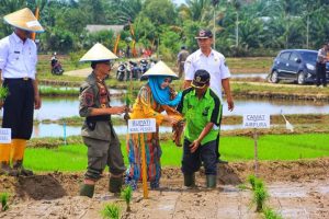 Tanam Perdana Padi Sebatang Sistim Ligowo Dihadiri Bupati Hendrajoni