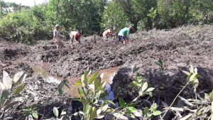 500 Pohon Mangrove Ditanam di Pesisir Pantai