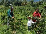 Petani Bayang, Kembangkan Kopi Arabica Andung Sari di Pessel