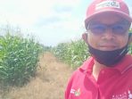 Pupuk Phonska Plus Buat Pertumbuhan Jagung Diatas Rata-rata