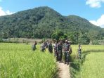 JELANG PANEN RAYA NUSANTARA KETAHANAN PANGAN, KASITER KOREM 032 WBR KUNJUNGI LOKASI