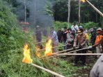 KAPOLDA ACEH IKUT MUSNAHKAN LADANG GANJA SELUAS 10 HEKTAR DI HUTAN LAMTEUBA ACEH BESAR