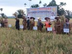 Bupati Pessel Panen Padi Bersama Di Sungai Sirah, Bukit Tapus Lunang
