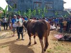 Idul Adha 1441 H, Mulyadi Bantu Sapi Kurban di Bukittinggi