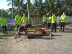 RSUD M. Ali Hanafiah Batusangkar Semblih 15 Ekor Sapi Qurban di Tempatan