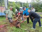 Empat Ekor Sapi Qurban Dibantai di PWI Sumbar