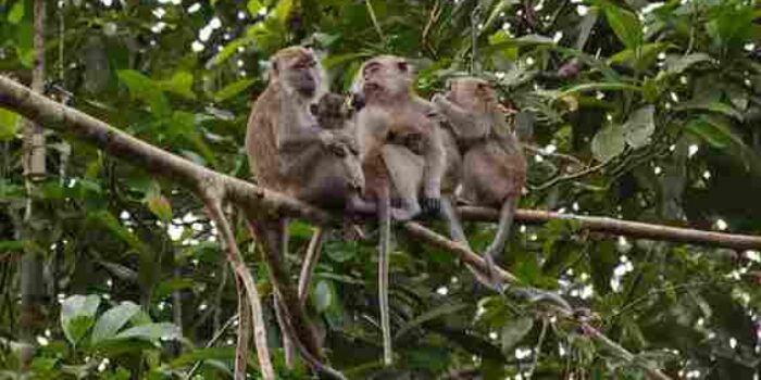 Ratusan Monyet Hasil Tangkapan Liar Diekspor Indonesia ke As