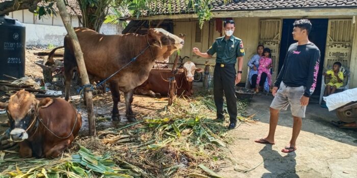 Babinsa Lamongan Aktif Pantau PMK di Wilayah Teritorial