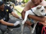 Waspadalah, Rabies Bisa Berakhir dengan Kematian