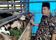 Jalizar Terima Bantuan Kambing Dari Anggota DPRD Sumbar Afrizal