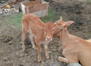 Peternak Nagari Ampang Tareh Lumpo Mulai Beralih Kembangkan Sapi Melalui IB