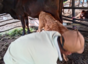 Peternak Pessel Diminta Waspadai Penyakit Demam Pada Sapi