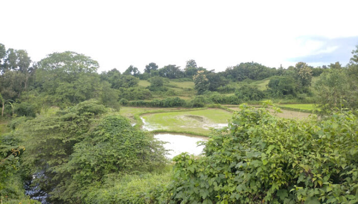 Mp3.S Minta BPK RI Meng-Audit Program Cetak Sawah di Desa Gelaman Tahun 2013-2014