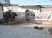 Bupati Asahan Serahkan Hewan Kurban Presiden RI kepada Panitia di Masjid Raya Kisara