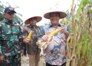 Ikuti Panen Raya Serentak Bersama Presiden RI, Bupati dan Forkopimda Asahan Panen Jagung di Teluk Dalam