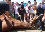 Sapi Kurban Presiden untuk Perti Sumbar, Wagub Vasko Ikut Lakukan Prosesi Pemotongan di Ponpes Minangkabau
