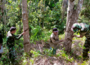 Di Tengah Kegiatan TMMD, Prajurit TNI Turun ke Kebun Karet Bantu Warga Panen