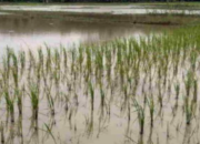 Irigasi Tak Maksimal, Puluhan Hektar Sawah di Lagan Mudik Terendam Banjir