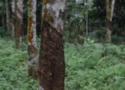 Marak Pencurian Karet di Lagan Kaciak, Petani Resah dan Merugi