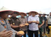 Dorong Swasembada Pangan, Bupati Hadiri Panen Raya Jagung Polres Asahan