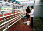 Rutan Ambon Kembali Laksanakan Penanaman Selada Hidroponik untuk Wujudkan Ketahanan Pangan