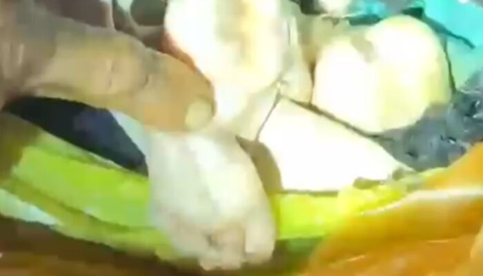 Bayi Berusia 8 Bulan di Pulau Kangean, Diduga Jadi Korban Mutilasi Ibu Kandungnya