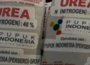 Dugaan Adanya Mafia Pupuk Subsidi di Sumenep, Oknum Dinas Terkait Berikan Janji Palsu