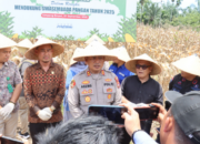Panen Raya Jagung Serentak di Pasbar, Kolaborasi Polres & Pemkab Dukung Swasembada Pangan 2025