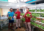Rutan Ambon Hadirkan Pertanian Modern di Balik Jeruji, Panen Hidroponik Bukti Nyata Pembinaan Produktif