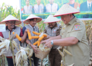Teguhkan Komitmen Kemandirian Pangan, Bupati Asahan Hadiri Panen Raya Jagung di Tinggi Raja