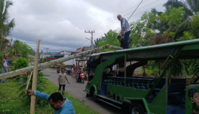 Pohon Pinang Tumbang Timpa Mobil Odong-Odong, Pemerintah Nagari Punggasan Timur Bergerak Cepat Tangani Dampak Bencana