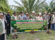 Replanting Sawit di Sumbar Berbuah Hasil, Petani Agam Raih Panen Perdana