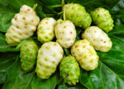 Mengkudu, Buah Pahit yang Menyimpan Harapan Kesehatan