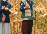 Evaluasi Hasil Panen Jagung Varietas RK 457, PPL Kecamatan Manding Lakukan Ubinan di Kelompok Tani