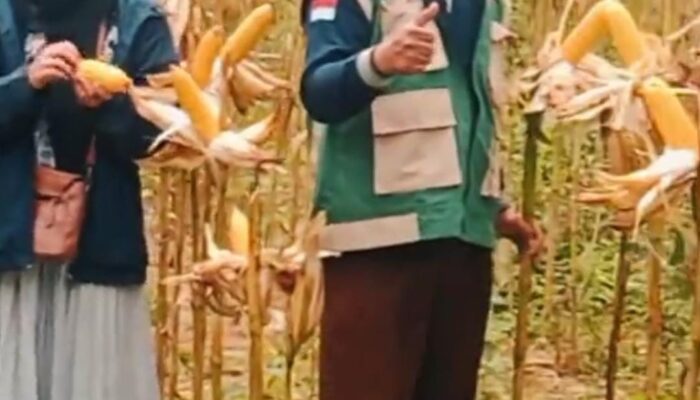 Evaluasi Hasil Panen Jagung Varietas RK 457, PPL Kecamatan Manding Lakukan Ubinan di Kelompok Tani