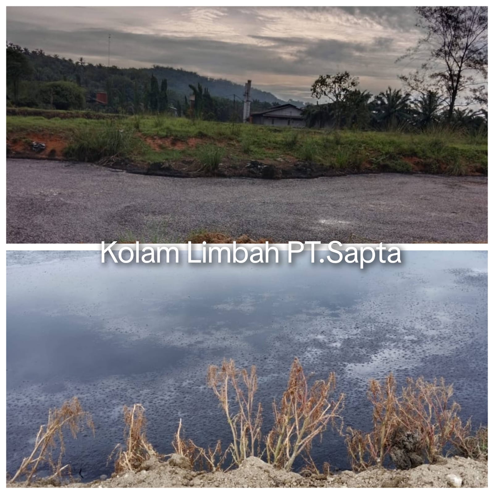 Kolam Instalasi Pengolahan Air Limbah (IPAL) PT Sapta Sentosa Jaya Abadi di Mukomuko yang menjadi objek gugatan lingkungan AJPLH.