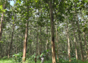 Ilustrasi hutan Jawa dipangkas 1,1 juta hektare dari kelolaan Perum Perhutani