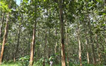 Ilustrasi hutan Jawa dipangkas 1,1 juta hektare dari kelolaan Perum Perhutani