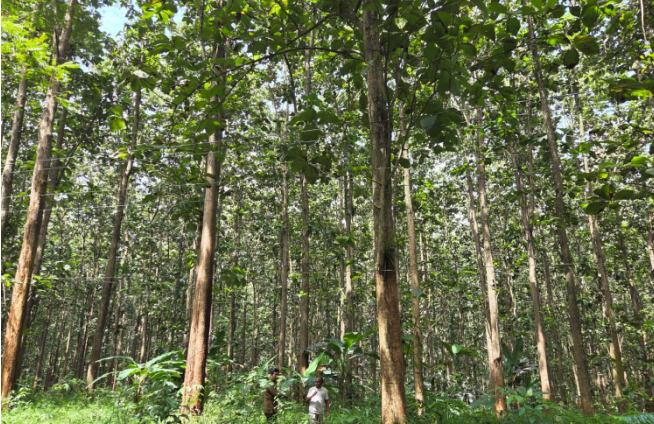 Ilustrasi hutan Jawa dipangkas 1,1 juta hektare dari kelolaan Perum Perhutani