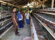 Wali Nagari Punggasan Timur monitoring usaha ayam petelur BUMNag