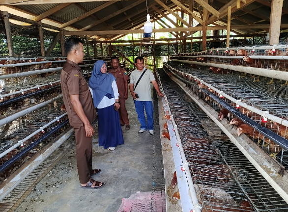 Wali Nagari Punggasan Timur monitoring usaha ayam petelur BUMNag