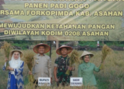 Wabup Asahan Hadiri Panen Raya Padi Gogo TNI di Kodim 0208/AS