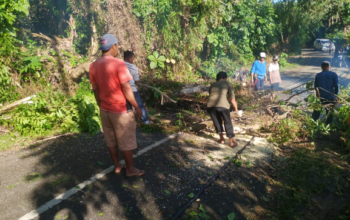 Wali nagari dan warga evakuasi pohon tumbang di Punggasan Timur