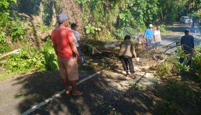 Pohon Tumbang Timpa Tiang Listrik di Punggasan Timur