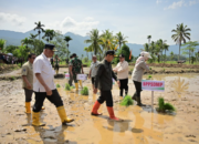 Mahyeldi Ansharullah menanam padi dalam gerakan tanam serempak di Agam Sumatera Barat