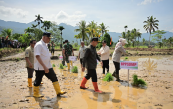 Mahyeldi Ansharullah menanam padi dalam gerakan tanam serempak di Agam Sumatera Barat