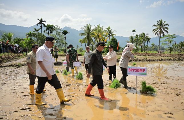 Mahyeldi Ansharullah menanam padi dalam gerakan tanam serempak di Agam Sumatera Barat